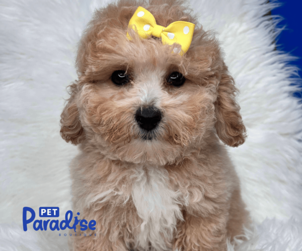 toy poodle, susy