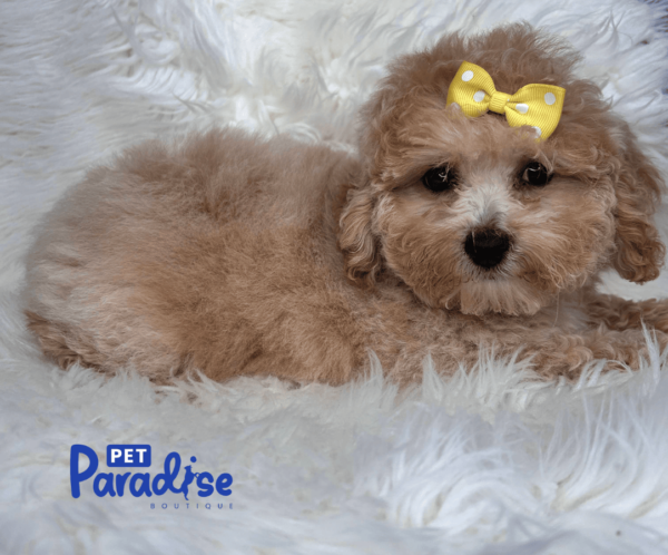 toy poodle, susy 1