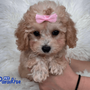 toy poodle, vera