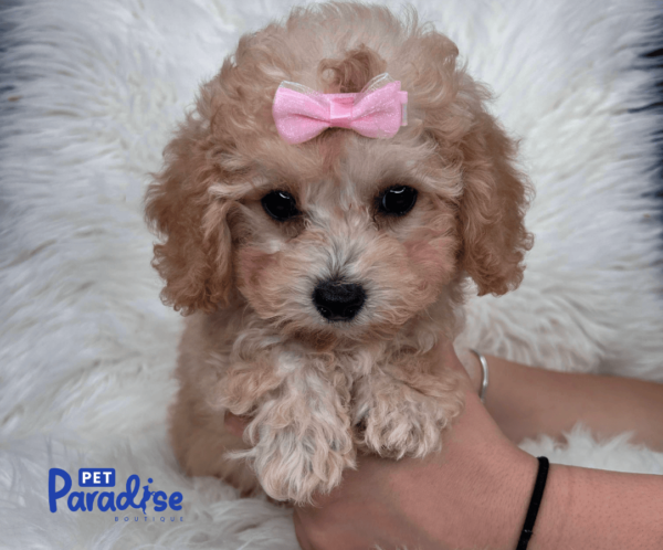 toy poodle, vera