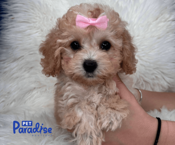 toy poodle, vera 1