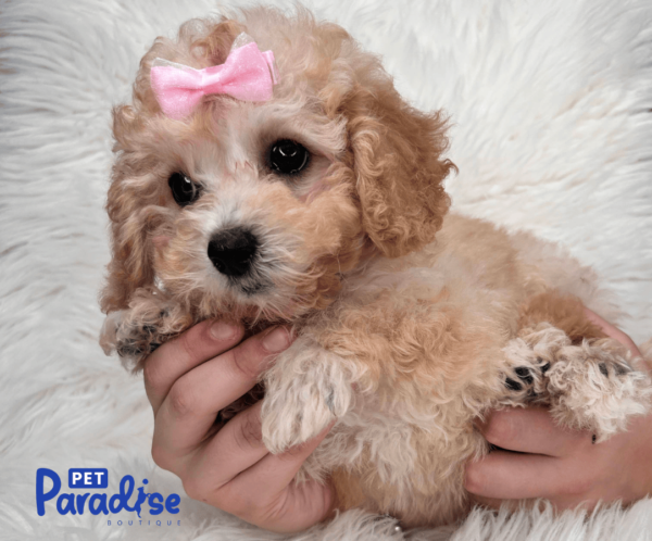 toy poodle, vera 2