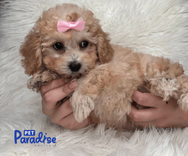 toy poodle, vera 3