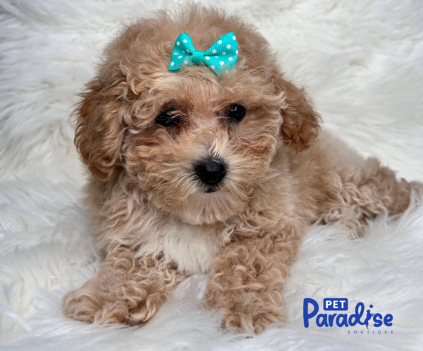 toy poodle, vilma 1