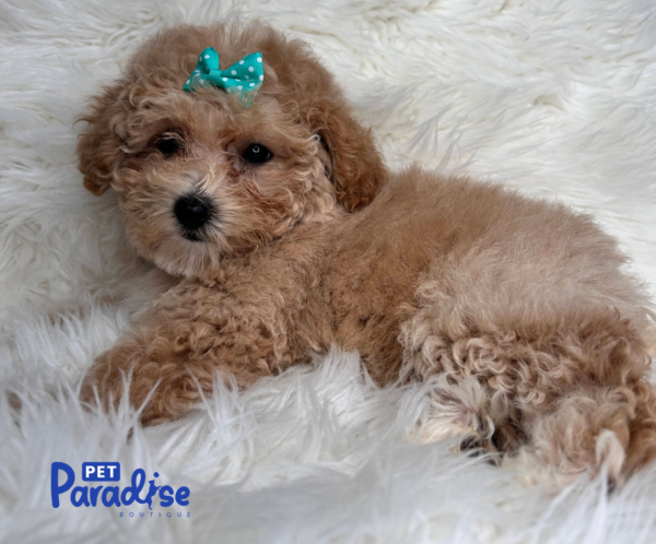 toy poodle, vilma 2