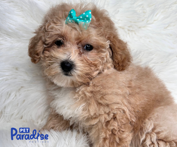 toy poodle, vilma 3