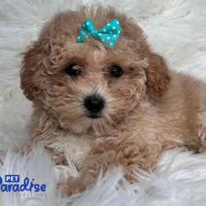 toy poodle, vilma