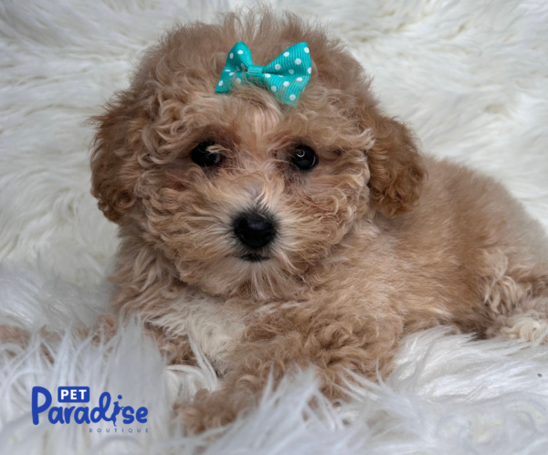 toy poodle, vilma