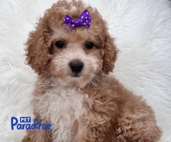 toy poodle viola 1