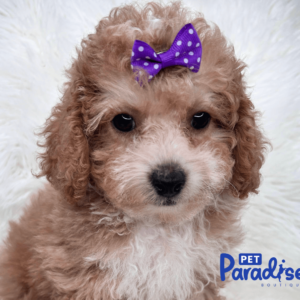 toy poodle viola 2