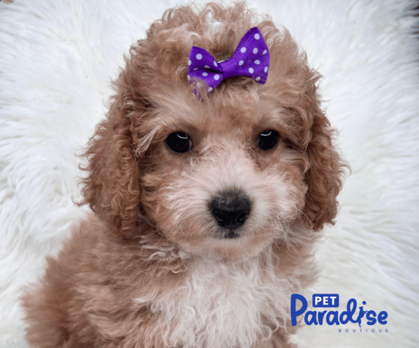 toy poodle viola 2