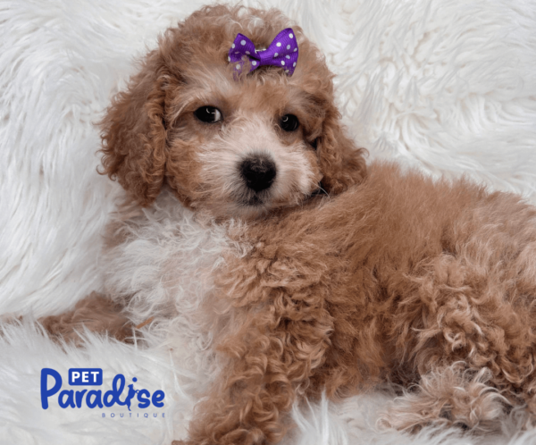 toy poodle viola 3