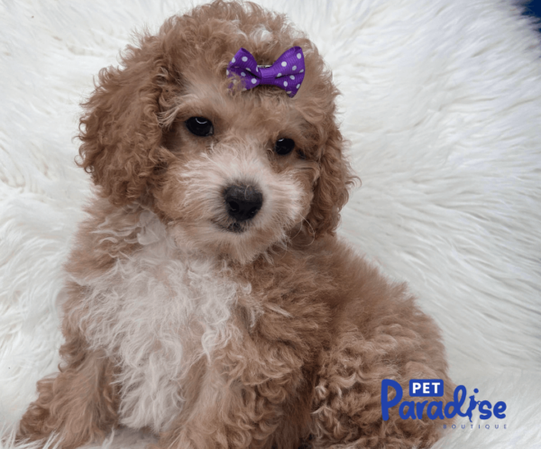 toy poodle viola