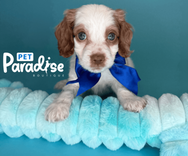 coockapoo, timote 1