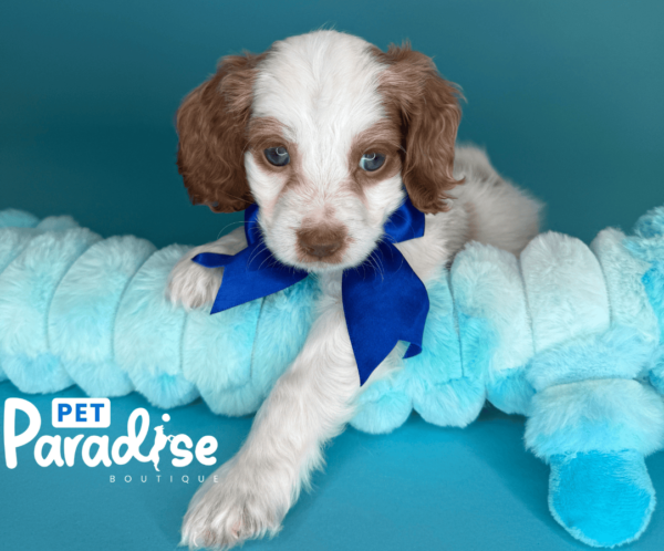 coockapoo, timote 2