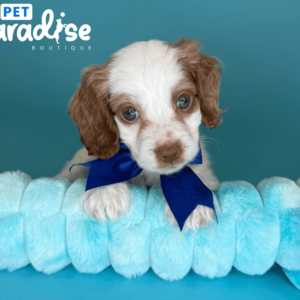 coockapoo, timote