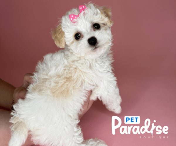 toy poodle, cristal 1