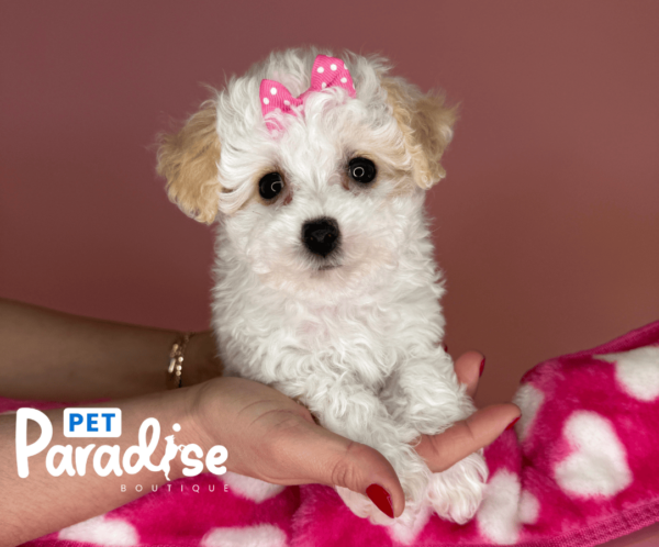 toy poodle, cristal 2