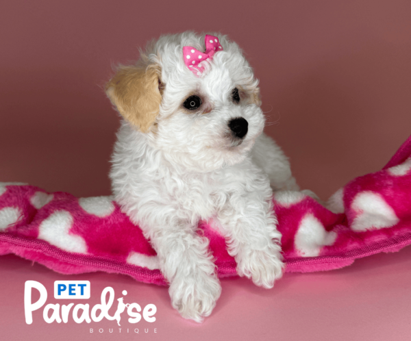 toy poodle, cristal 3