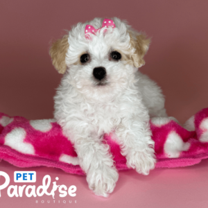 toy poodle, cristal