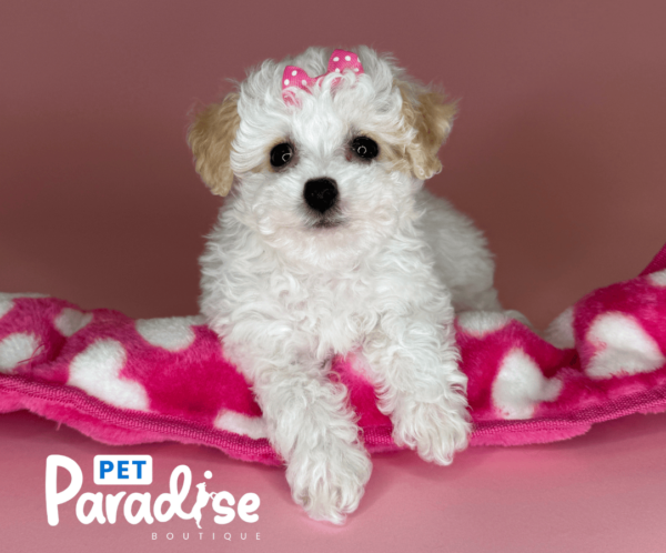 toy poodle, cristal