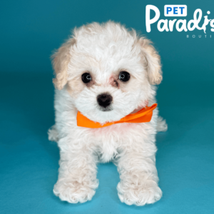 toy poodle, diamond 1