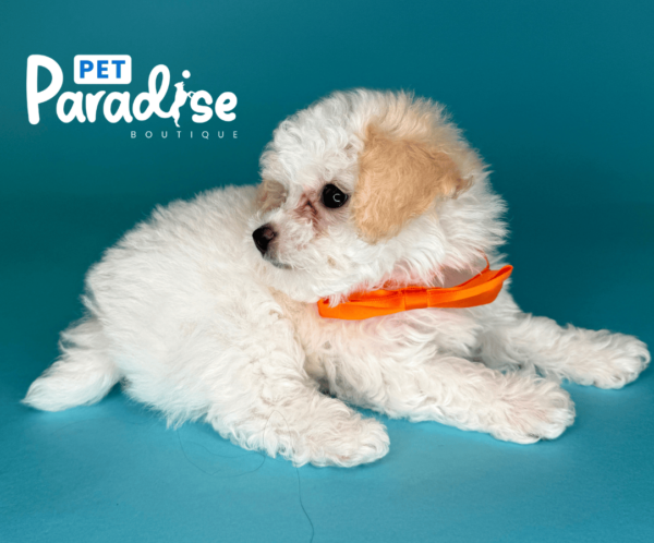 toy poodle, diamond 3