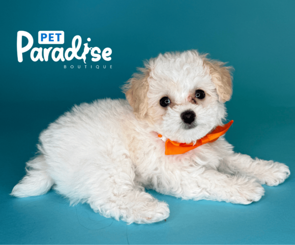 toy poodle, diamond