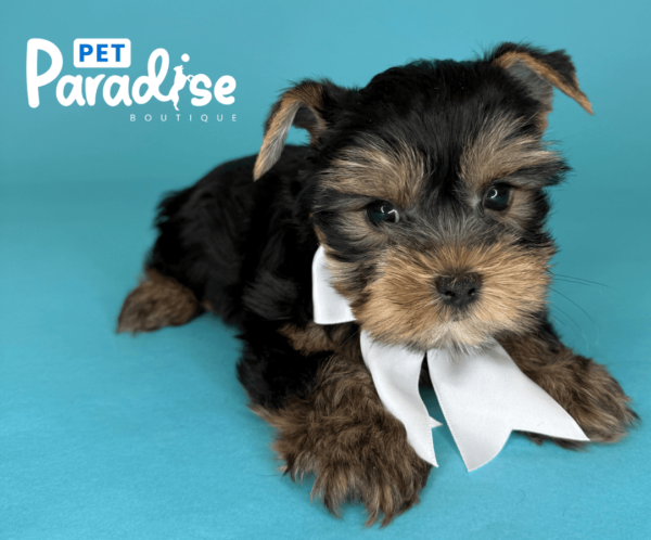 yorkie, clovis 1
