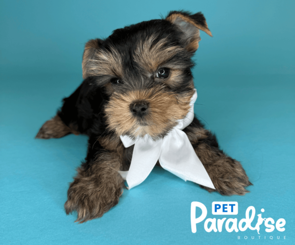 yorkie, clovis 2