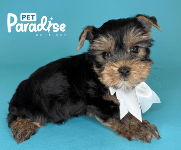 yorkie, clovis