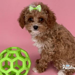 cavapoo, cleo 1