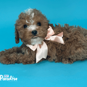 cavapoo,cesar