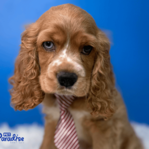 coocker spaniel, peter 1