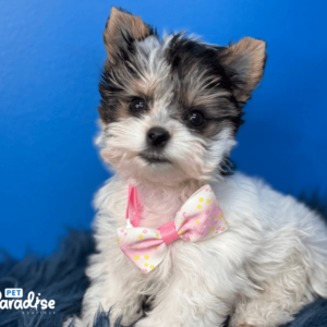 yorkie, cristy