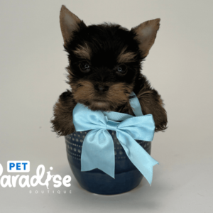 Yorkie Tea Cup, Titi 1