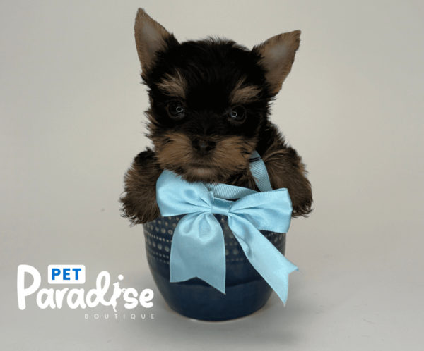 Yorkie Tea Cup, Titi 1