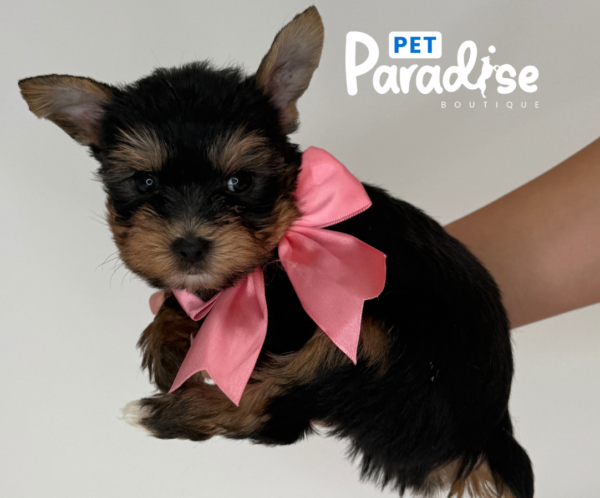 Yorkshire Terrier, David 1