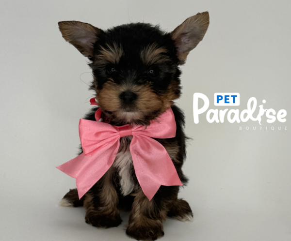 Yorkshire Terrier, David 2