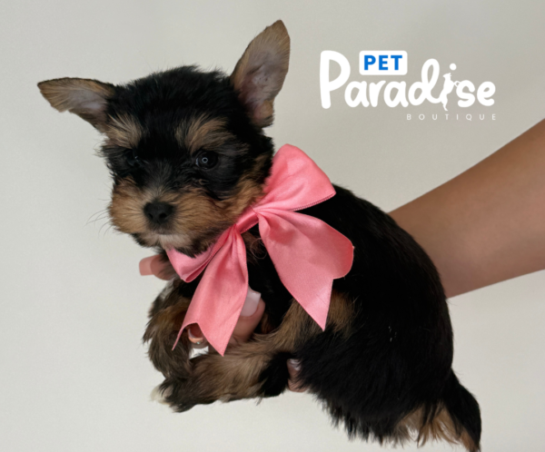 Yorkshire Terrier, David