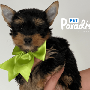 Yorkshire Terrier, Goliat 1
