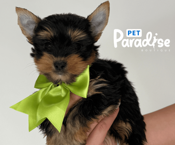 Yorkshire Terrier, Goliat 1