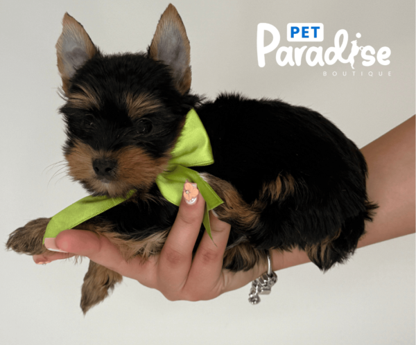 Yorkshire Terrier, Goliat