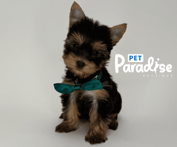 Yorkshire Terrier, Mateo 1