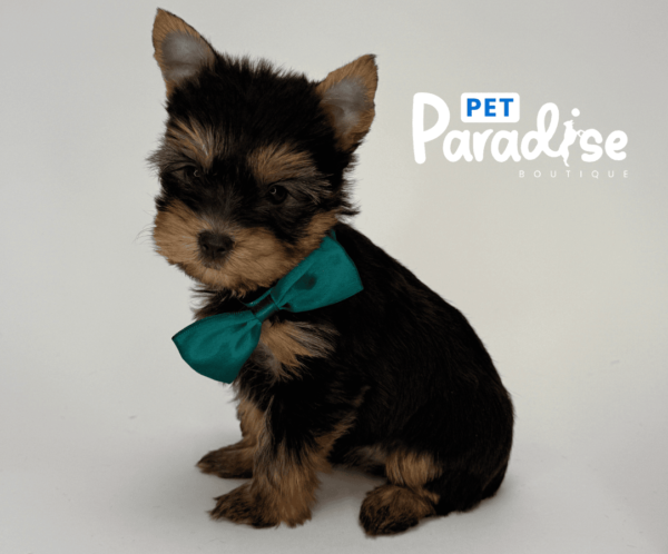 Yorkshire Terrier, Mateo 2