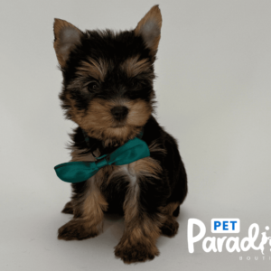 Yorkshire Terrier, Mateo 3