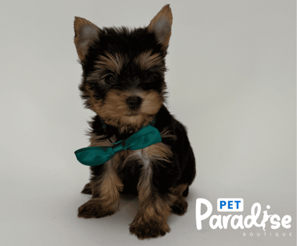 Yorkshire Terrier, Mateo 3