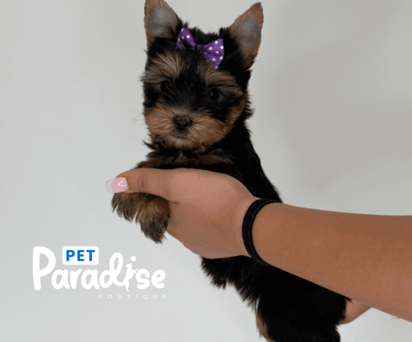 Yorkshire Terrier, Rosita 1