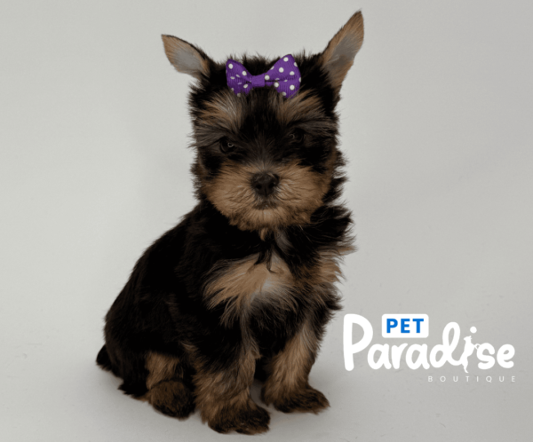 Yorkshire Terrier, Rosita 2