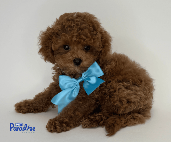 cavapoo, monaco